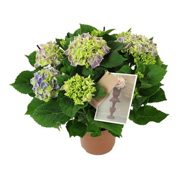 Hortenzija macr  tivoli bicolor blue 7 8 flowersbl 40cm 14cm Q2186