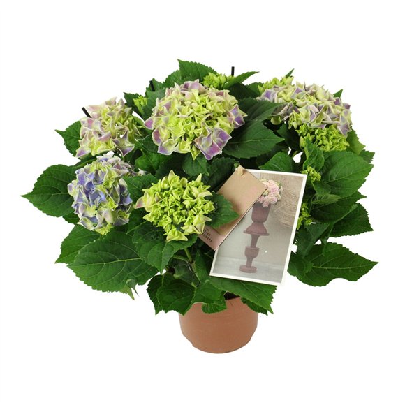 Hortenzija macr  tivoli bicolor blue 7 8 flowersbl 40cm 14cm Q2186