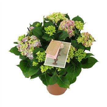 Hortenzija macr  tivoli bicolor blue 5 6 flowersbl 40cm 14cm Q2187
