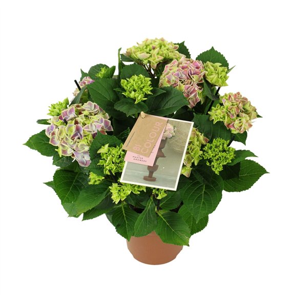 Hortenzija macr  tivoli bicolor blue 5 6 flowersbl 40cm 14cm Q2187