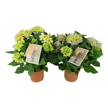 Hortenzija macr  tivoli bicolor mix 7 8 flowersbl 40cm 14cm Q2188