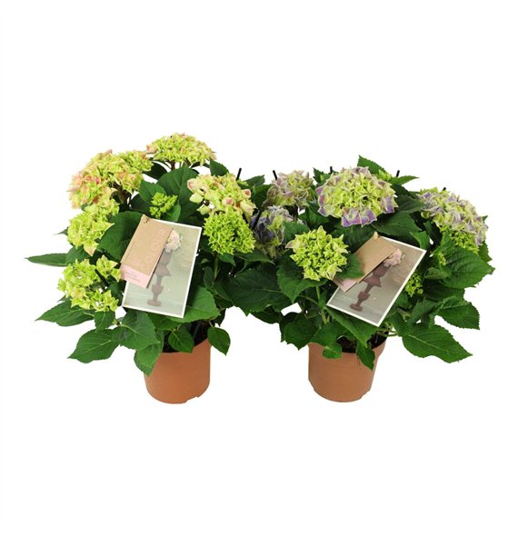 Hortenzija macr  tivoli bicolor mix 7 8 flowersbl 40cm 14cm Q2188
