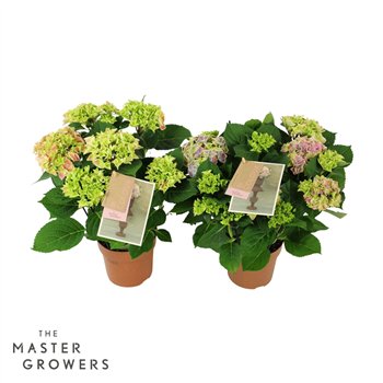 Hortenzija macr  tivoli bicolor mix 5 6 flowersbl 40cm 14cm Q2189