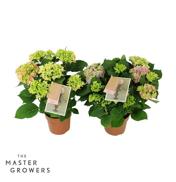 Hortenzija macr  tivoli bicolor mix 5 6 flowersbl 40cm 14cm Q2189