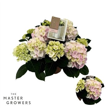 Hortenzija macr  Macrophylla Hi Diamond Roze 7+ Flowersbl 40cm 14cm Q2190