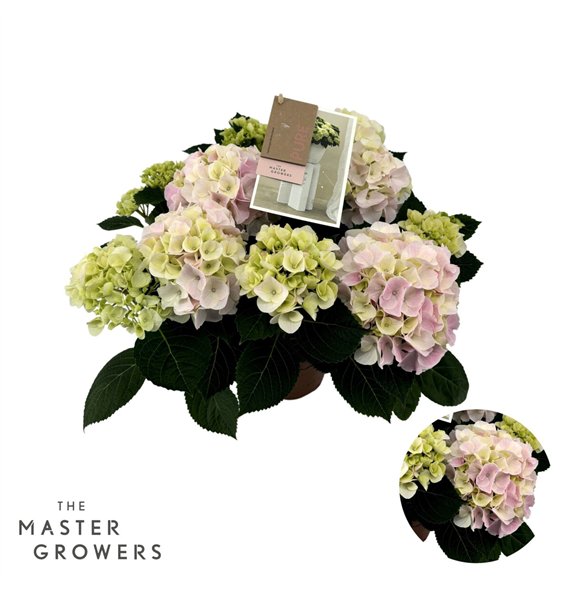 Hortenzija macr  Macrophylla Hi Diamond Roze 7+ Flowersbl 40cm 14cm Q2190