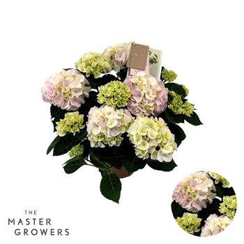 Hortenzija macr  Macrophylla Hi Diamond Roze 9+ Flowersbl 40cm 14cm Q2191