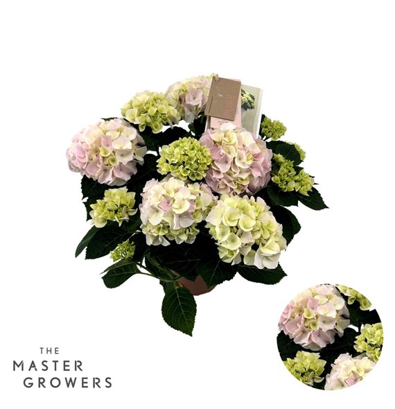 Hortenzija macr  Macrophylla Hi Diamond Roze 9+ Flowersbl 40cm 14cm Q2191