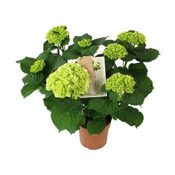 Hortenzija Hi Ice 7+ Flowers7 fl 40cm 14cm Q2195