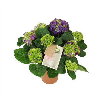 Hortenzija macr  ningbo Ningbo lila 5 6 flowers5 fl 40cm 14cm Q2197