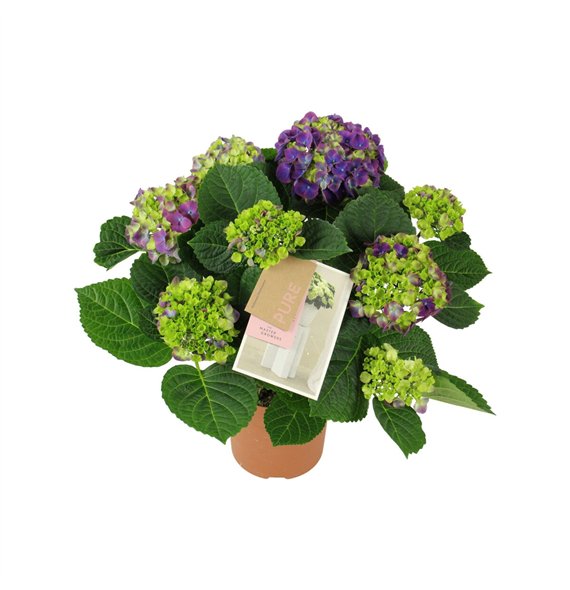 Hortenzija macr  ningbo Ningbo lila 5 6 flowers5 fl 40cm 14cm Q2197