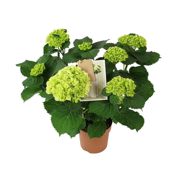 Hortenzija Hi Ice 5+ Flowers5 fl 40cm 14cm Q2198