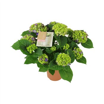 Hortenzija macr  ningbo Ningbo lila 9 10 flowers fl 40cm 14cm Q2205
