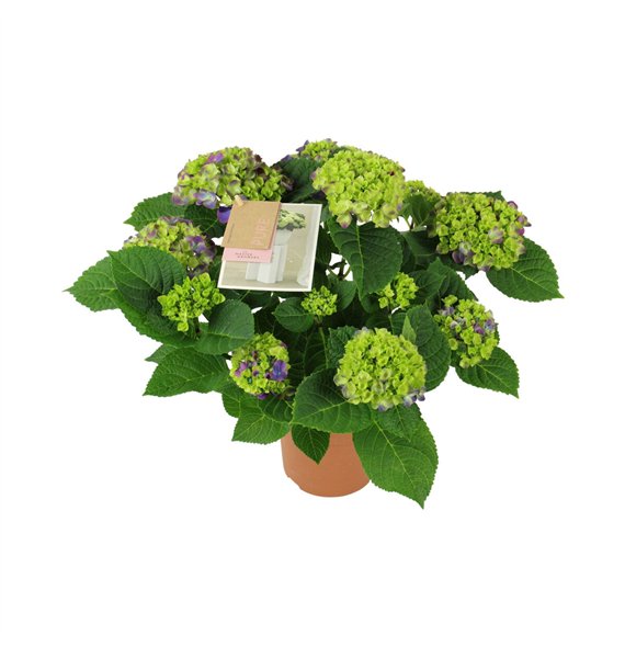 Hortenzija macr  ningbo Ningbo lila 9 10 flowers fl 40cm 14cm Q2205