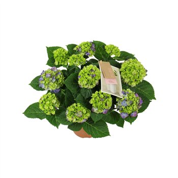 Hortenzija macr  ningbo Ningbo lila 7 8 flowers7 fl 40cm 14cm Q2206