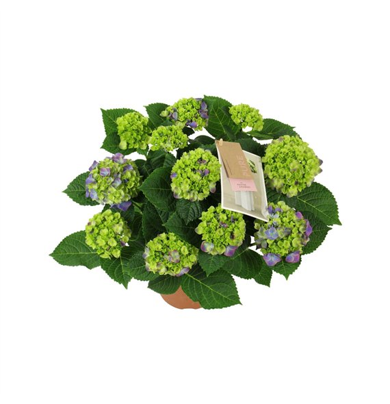 Hortenzija macr  ningbo Ningbo lila 7 8 flowers7 fl 40cm 14cm Q2206