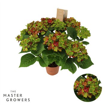 Hortenzija Hi Road lila 7 8 flowers 5 fl 40cm 14cm Q2213