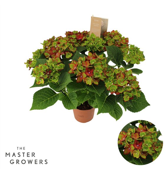 Hortenzija Hi Road lila 7 8 flowers 5 fl 40cm 14cm Q2213