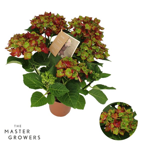 Hortenzija Hi Road lila 5 6 flowers fl 40cm 14cm Q2214