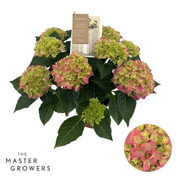 Hortenzija macr  hi ocean Hi Ocean Pink 9 + Flowers9 fl 40cm 14cm Q2215