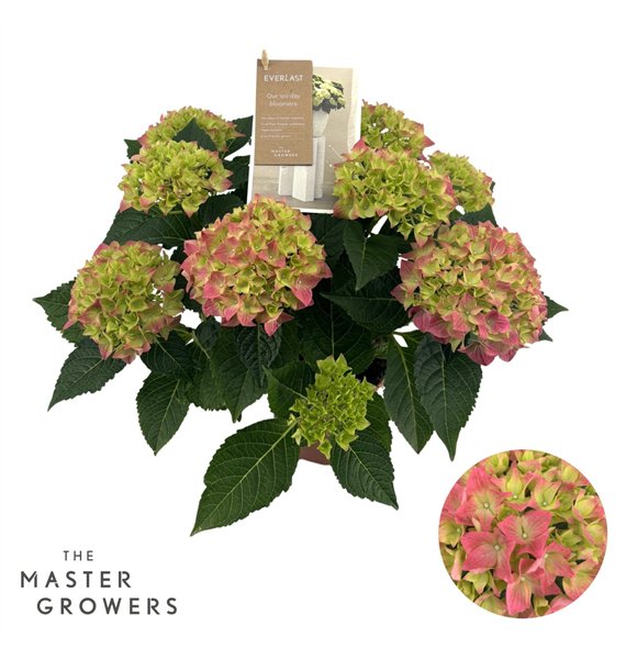 Hortenzija macr  hi ocean Hi Ocean Pink 9 + Flowers9 fl 40cm 14cm Q2215