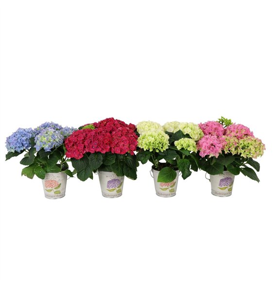 Hortenzija macr  mix 10cm 3-5 flowers in Metal Vedro3 fl 25cm 11cm Q2220