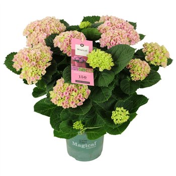 Hortenzija macr  magical evolution Magical Evolution ® rose 9 10 flowers9 fl 40cm 14cm Q2236