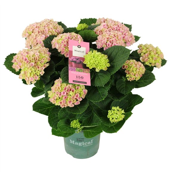 Hortenzija macr  magical evolution Magical Evolution ® rose 9 10 flowers9 fl 40cm 14cm Q2236