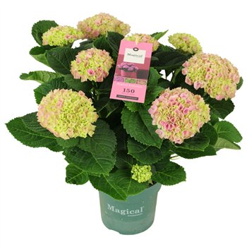 Hortenzija macr  magical evolution Magical Evolution ® rose 7 8 flowers7 fl 40cm 14cm Q2239