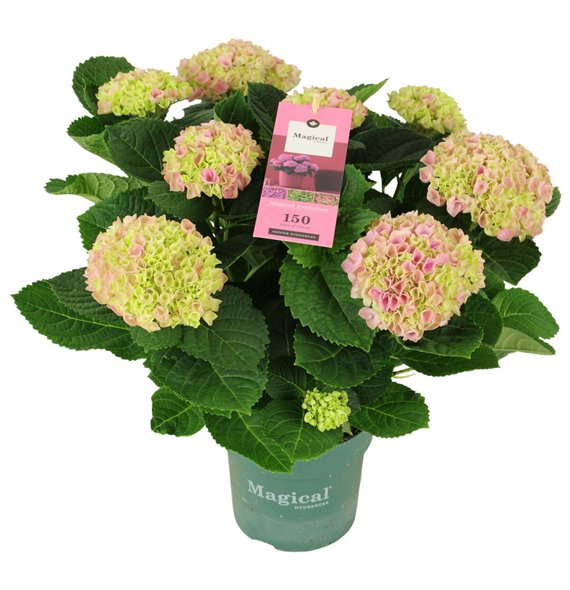 Hortenzija macr  magical evolution Magical Evolution ® rose 7 8 flowers7 fl 40cm 14cm Q2239