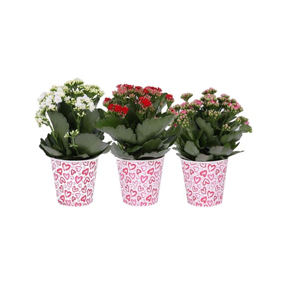 Kalanhoja blossfeldiana rosalina mixed KP-904 1 - Rosalina 12cm in smartcup love pp 27cm 12cm Q2340