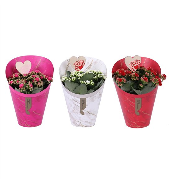 Kalanhoja blossfeldiana rosalina mixed KP-894 8 - Rosalina 15cm in Gifts Lovemix bijsteker 3 pp 27cm 15cm Q2341