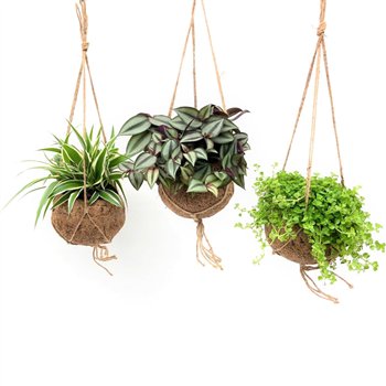 Miks lončnic green Kokodama 15 cm Green Smit Collection 1 pp 25cm 15cm Q2431