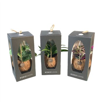 Miks lončnic green Kokodama 12 cm Gift Package Green mix 1 pp 20cm 12cm Q2435