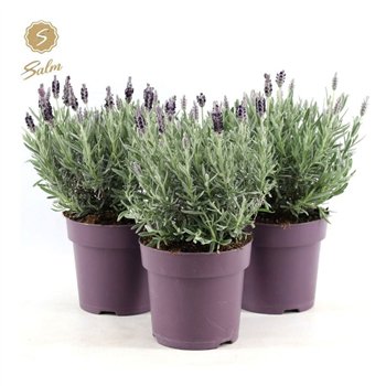 Lavandula stoechas silver anouk st  Anouk Silver® P15 30cm 15cm Q2446