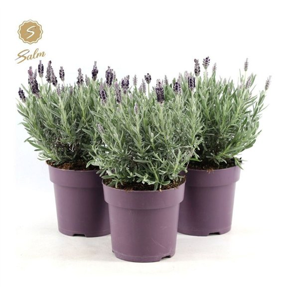 Lavandula stoechas silver anouk st  Anouk Silver® P15 30cm 15cm Q2446
