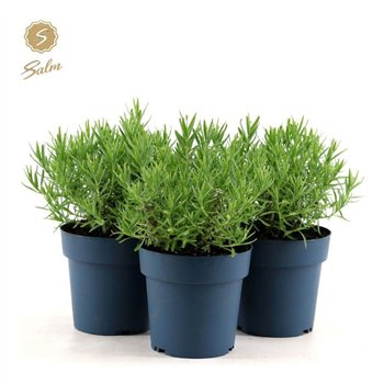 Lavandula angustifolia felice light pink ang  Felice Light Pink® P15 25cm 15cm Q2452