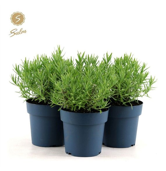 Lavandula angustifolia felice light pink ang  Felice Light Pink® P15 25cm 15cm Q2452