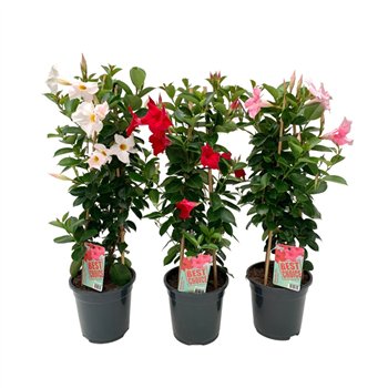 Mandevilla sundaville mix Sundaville (Dipladenia) Mix P17 1 pp 65cm 17cm Q2470