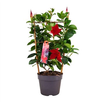 Mandevilla sundaville red Dipladenia Sundaville Rek RED 13 cm (PT) 40cm 13cm Q2472
