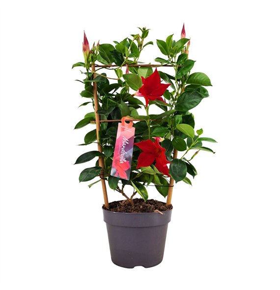 Mandevilla sundaville red Dipladenia Sundaville Rek RED 13 cm (PT) 40cm 13cm Q2472