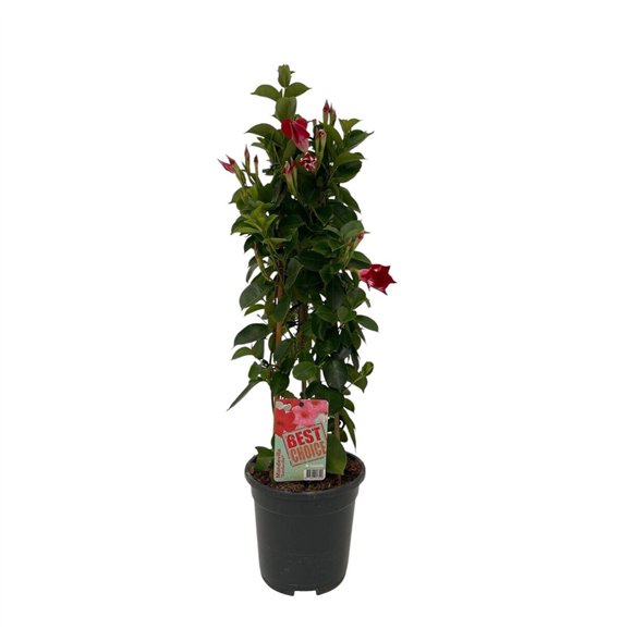 Mandevilla sundaville red Sundaville (Dipladenia) rood P17 1 pp 65cm 17cm Q2475