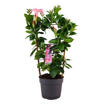 Mandevilla sundaville cream pink Dipladenia Sundaville Rek PINK13 cm (PT) 40cm 13cm Q2478