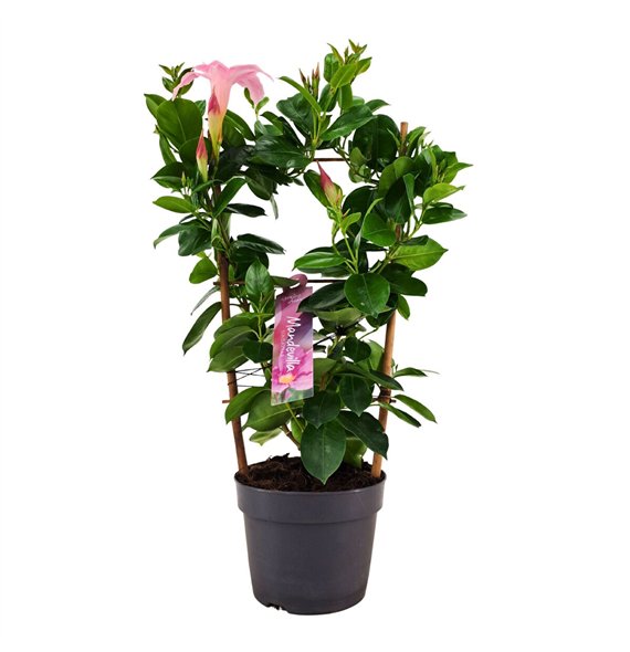 Mandevilla sundaville cream pink Dipladenia Sundaville Rek PINK13 cm (PT) 40cm 13cm Q2478