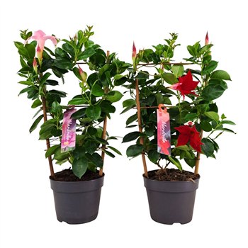 Mandevilla sundaville mixkar Dipladenia Sundaville Rek 3 colours Mix 13 cm (PT) 40cm 13cm Q2479