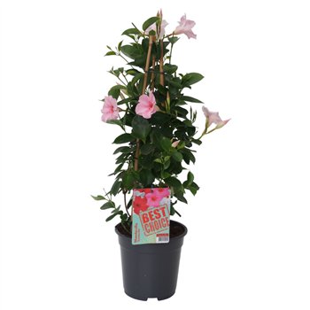 Mandevilla sundaville cream pink Sundaville (Dipladenia) licht roze P17 1 pp 65cm 17cm Q2480