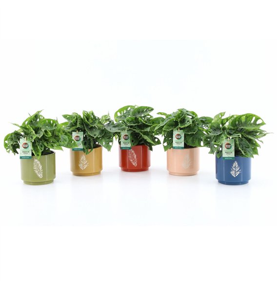 Monstera adansonii Adansonii in Artistique ceramic 1 pp 25cm 13cm Q2541