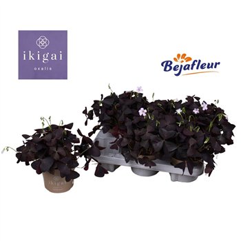 Oxalis triangularis Ikigai Triangularis 20 cm diameter 3 fl 20cm 12cm Q2651