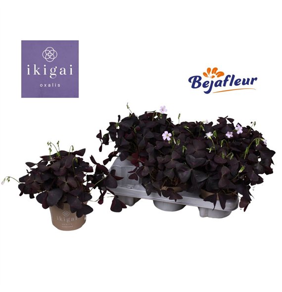 Oxalis triangularis Ikigai Triangularis 20 cm diameter 3 fl 20cm 12cm Q2651