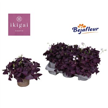 Oxalis triangularis mijke Ikigai Mijke 20 cm diameter 3 fl 20cm 12cm Q2652